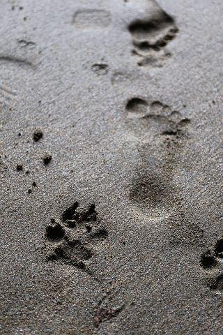 footprint-2166848__480.jpg