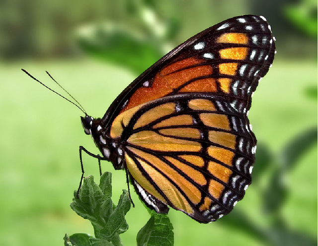 butterfly 
(2).png