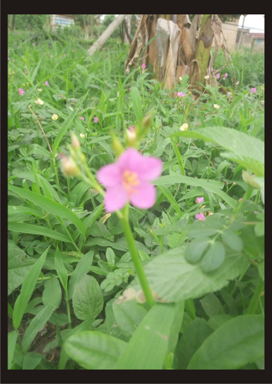 weed flower 2.png