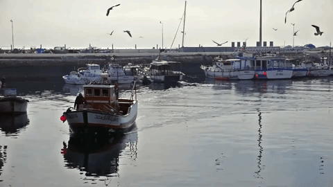 For 91 Days GIF-downsized_large (9).gif