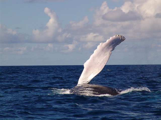 humpback-whale-2298490_960_720.jpg