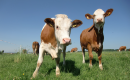 cows thumbnail small.png