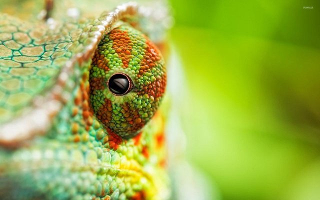 chameleon-20816-1920x1200 (1).jpg