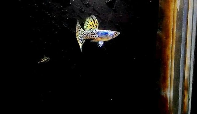 Ikan cantik.jpg