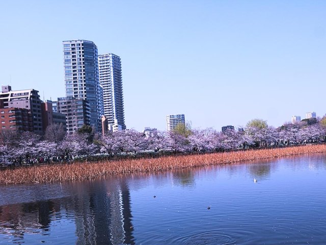 Tokyo ueno.jpg