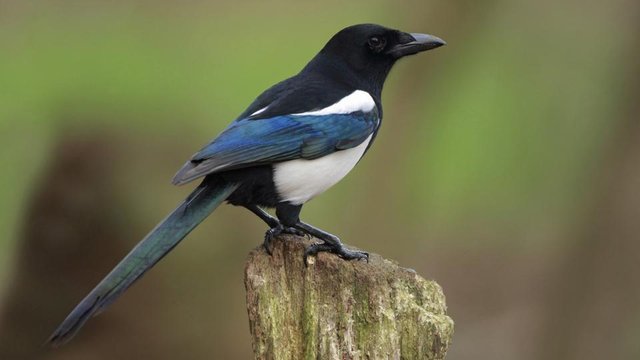 magpie-wallpaper-7.jpg