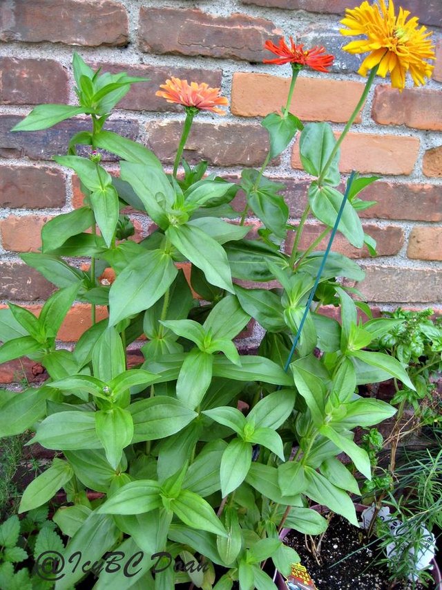 growing zinnia in pot 1.JPG