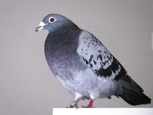 BlueRacingPigeon.jpg