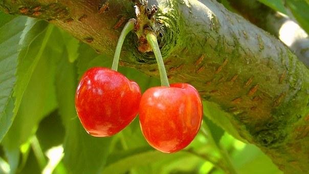 cherries-178148__340.jpg