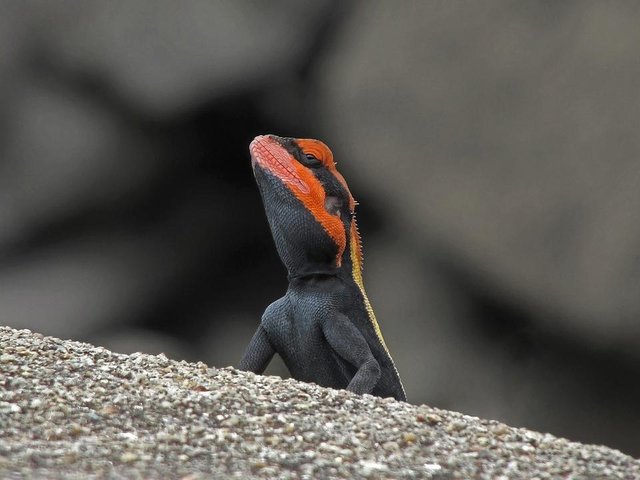 blanfords-rock-agama-572268_1280.jpg