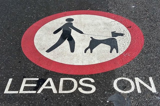 dogs on leads.jpg