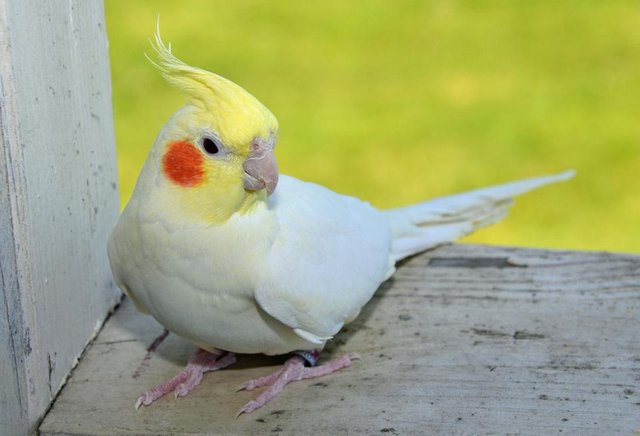 Lutino-Cockatiel.jpg