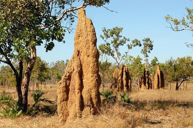 termite-hill-695209_640.jpg