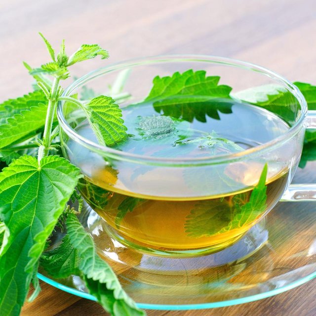 0385bb59-health-benefits-of-drinking-nettle-tea.jpg