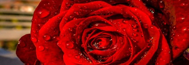 Monday-Red-Rose.jpg