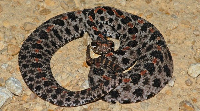 Pygmy Rattle Snake.jpg