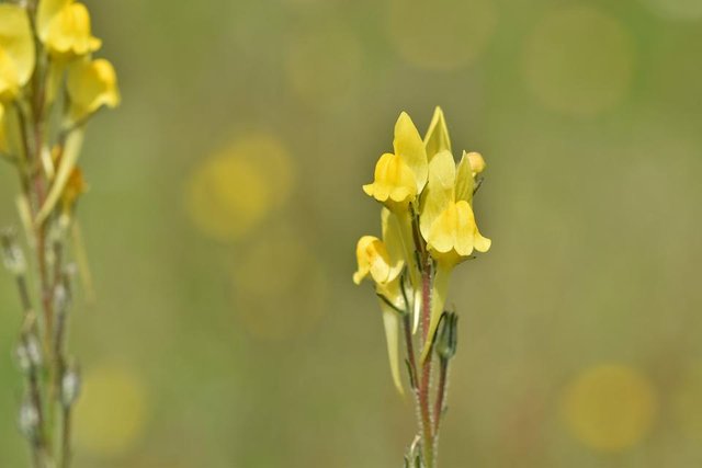 wildflower yellow Linaria viscosa 1.jpg