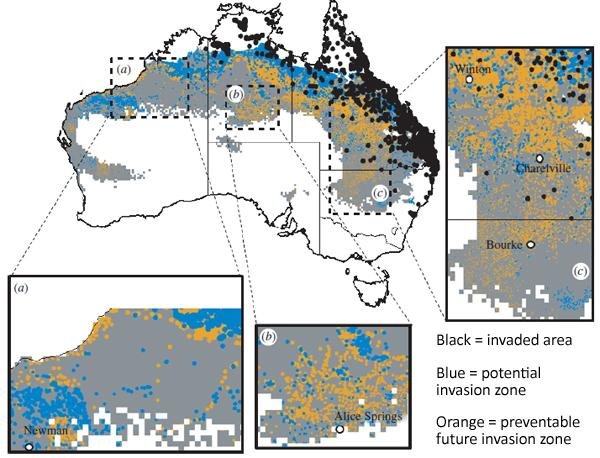 Australia_cane_toad_invasio.jpg