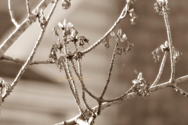 maple tree flowering.JPG