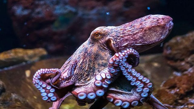 Alien-Octopuses-3.jpg