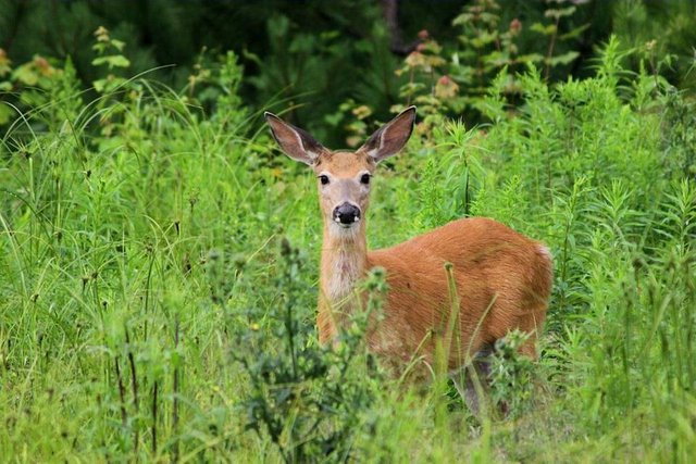 Deer photo (1).jpg