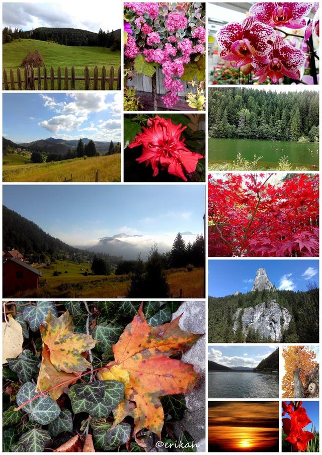 Nature Collage.jpg