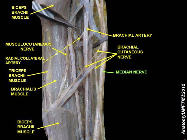 The median nerve.JPG