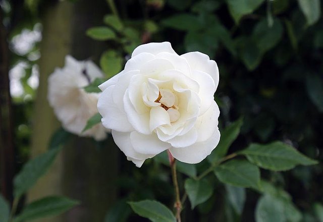 white rose.JPG