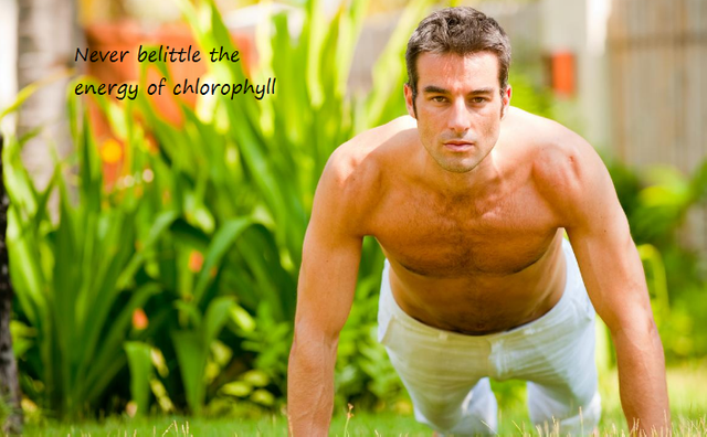 chlorophyll.png