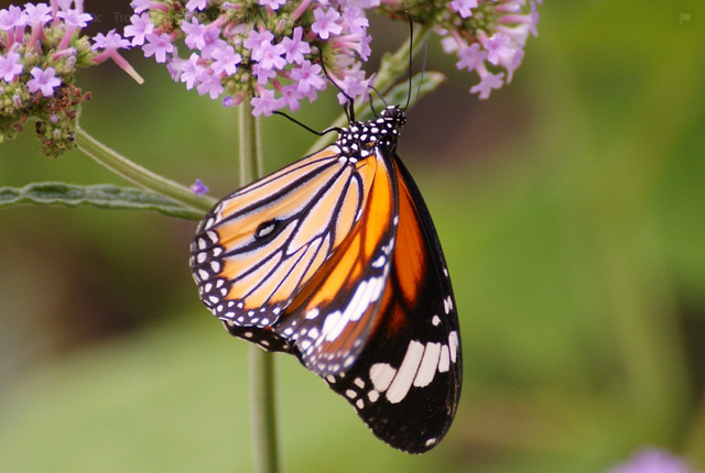 butterfly photo (2).png