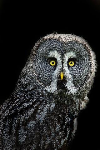 owl-1275027__480.jpg