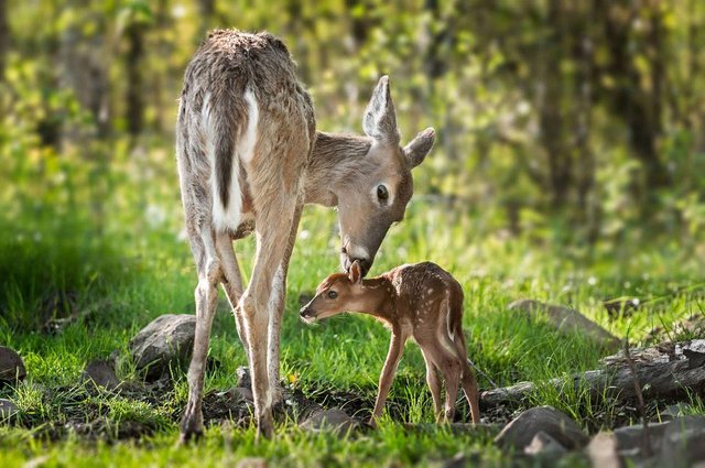 Deer photo (3).jpg