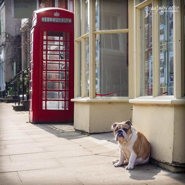 britishbulldog.jpg