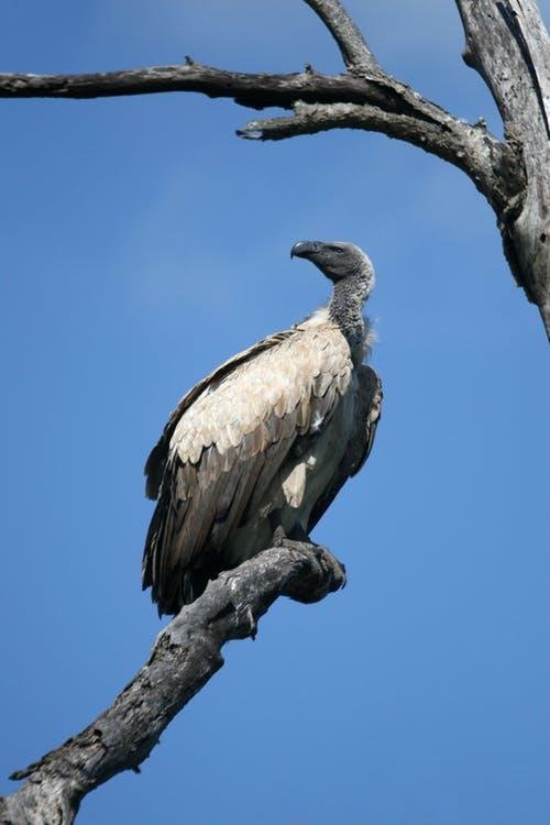 vulture-wildlife-bird-scavenger-54091.jpeg
