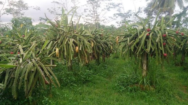 kebun-buah-naga-merah-serang-banten1.jpg