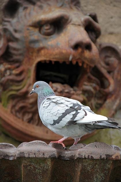 hungry-for-pigeon.jpg