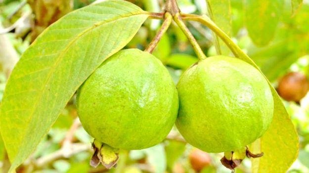 guava-leaves-625_625x350_61447742172.jpg