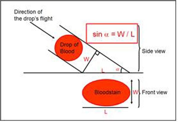 비산혈흔의 충돌각도에 대한 기하학적 분석1.jpg