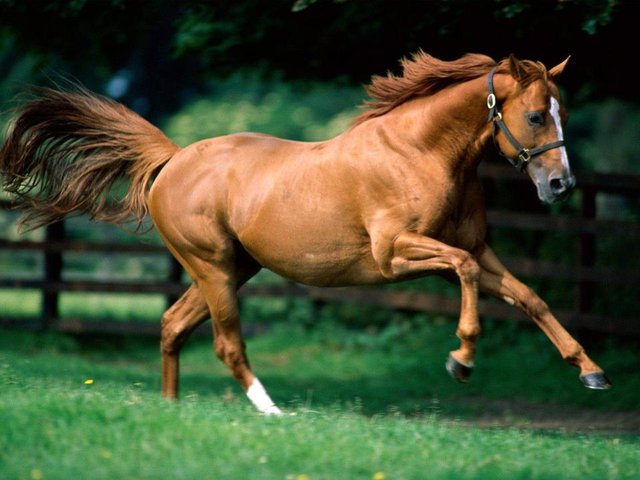 brown-horse-pictures-1600x1200.jpg