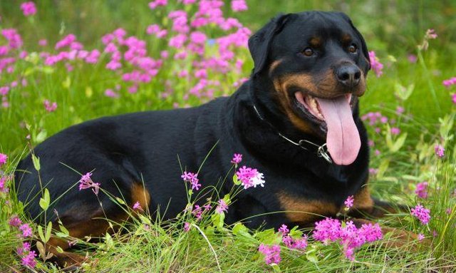 rottweiler-xl-668x400x80xX.jpg