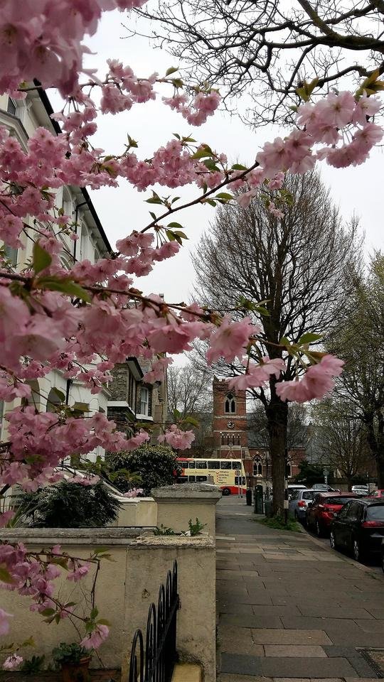 pink blossom