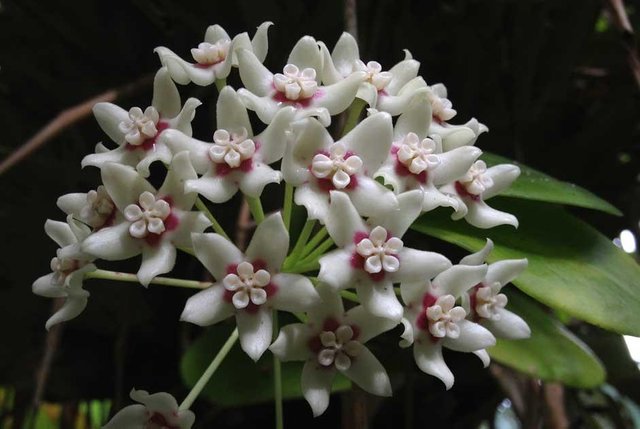 Hoya_australis.jpg