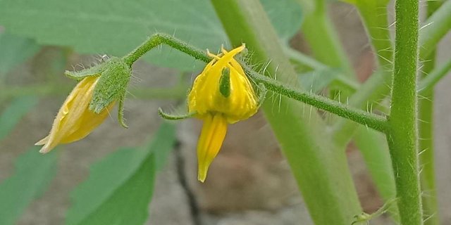 IMG-20180214-WA0006.jpg