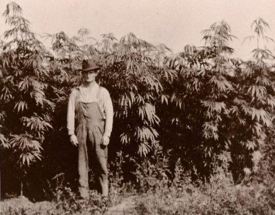 Hemp-farmer-1920’s-Michigan.jpg