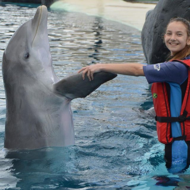 Dolphin-encounter-lanzarote-1-1000x1000.jpg