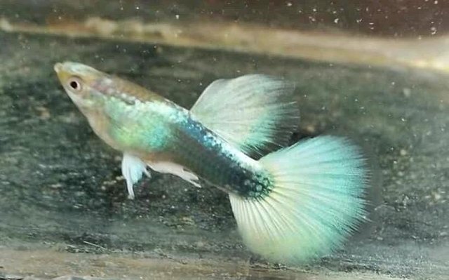 ikan.jpg