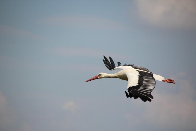 stork-2486430_960_720.jpg