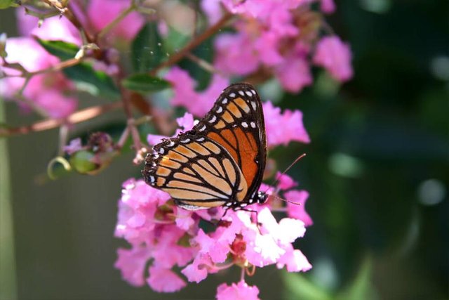 crape-myrtle-monarch.jpg