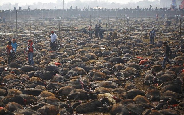 buffalo slaughter.jpg