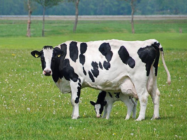 Dairy-Cow-Calf.jpg